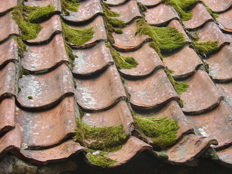 Old clay roof tiles covered in moss and cracking