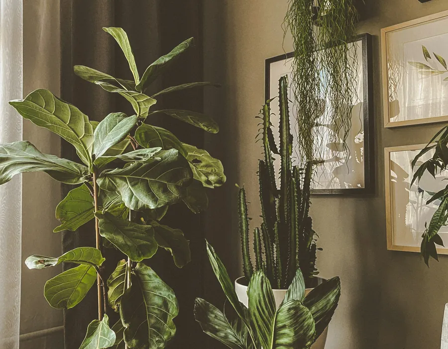 Corner of the studio with plants and warm daylight