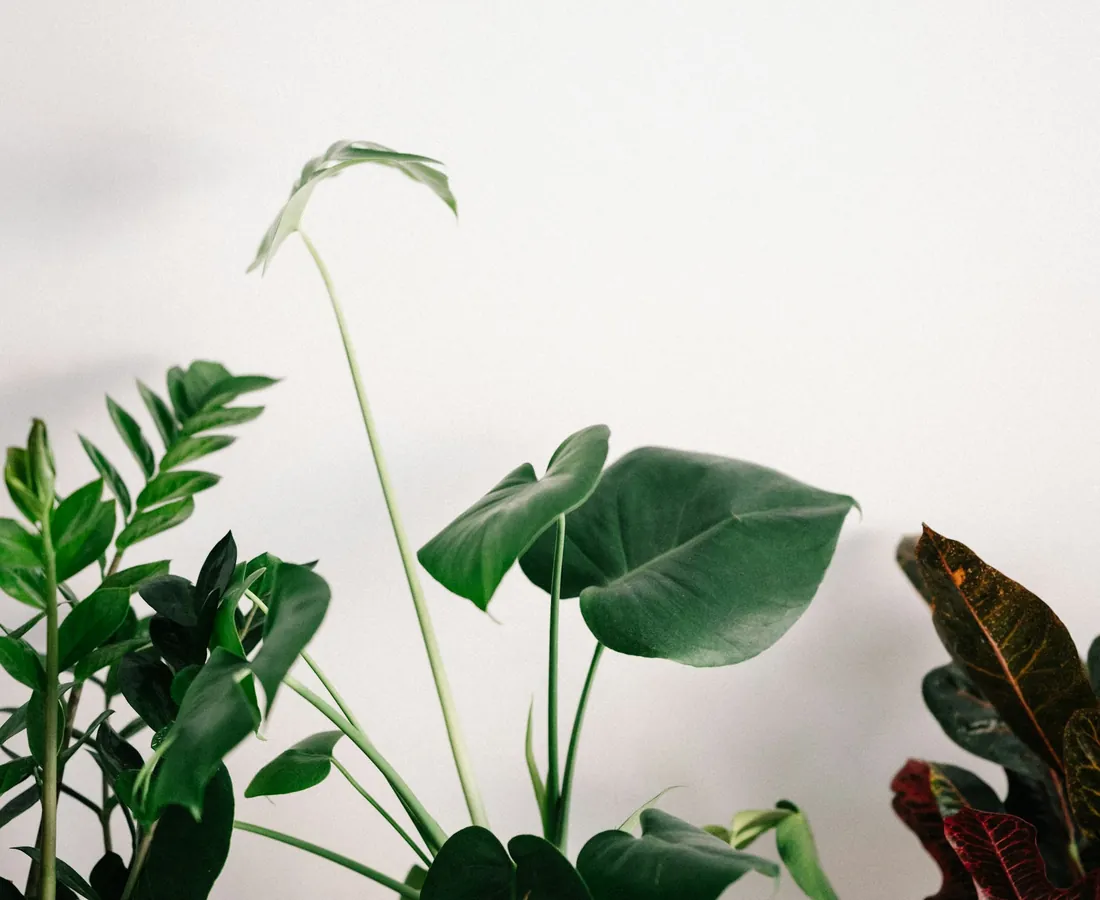 Calm studio interior with plants and natural light