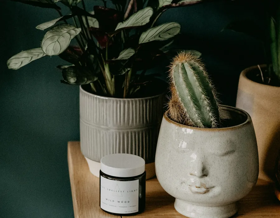 Shelf of plants and small ceramics inside the studio